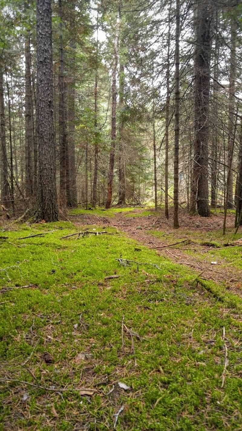 Wildflower Meadows and Forested Trails Nearby