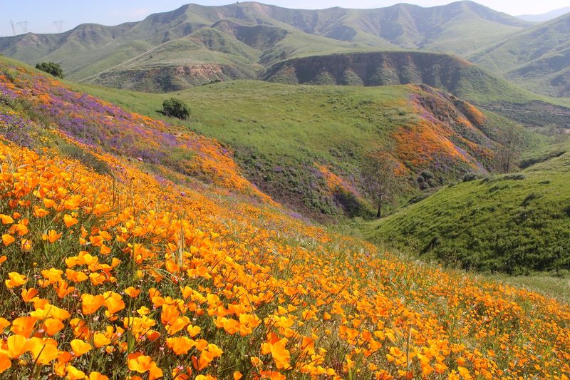 Wildflower Season Worth Planning Your Trip Around