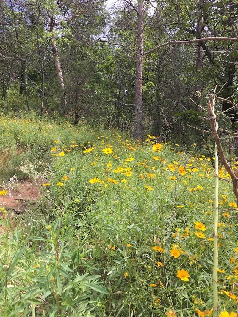 Wildflower Spotting That Makes Every Season Feel Special Wildflower Spotting That Makes Every Season Feel Special