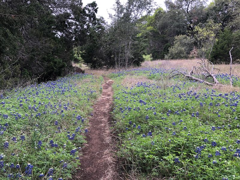 Wildflowers and Cacti Worth Stopping to Admire
