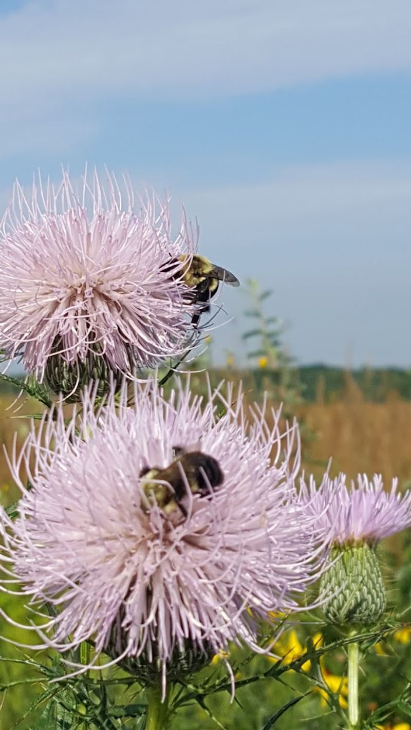 Wildflowers and Native Plants That Will Blow Your Mind Wildflowers and Native Plants That Will Blow Your Mind
