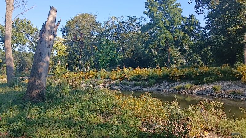 Wildlife Beyond Deer — Coyotes, Raccoons, and More