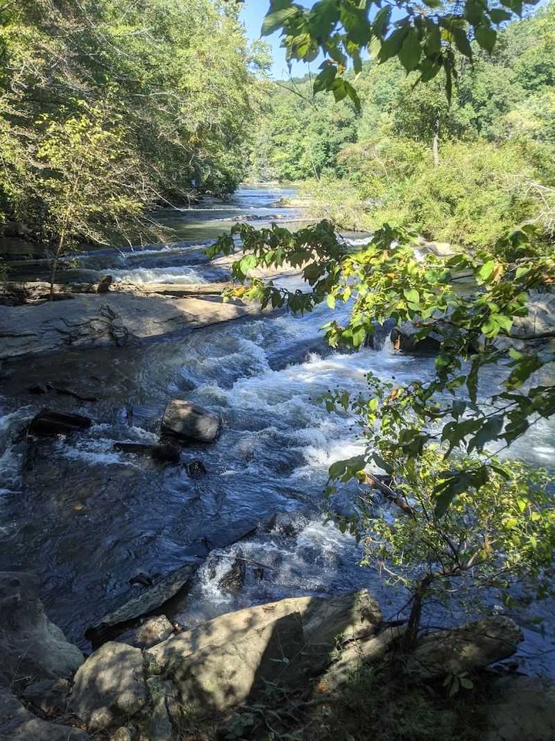 Wildlife, Birding, and the Living Forest Around You Wildlife, Birding, and the Living Forest Around You