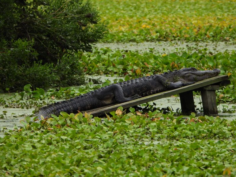 Wildlife Diversity That Will Blow Your Mind