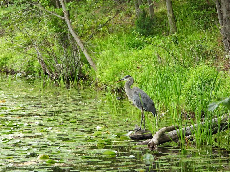 Wildlife Encounters Along Every Trail Wildlife Encounters Along Every Trail