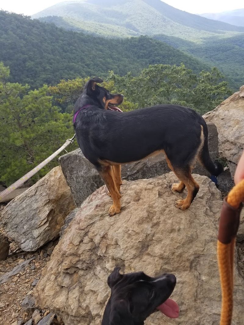 Wildlife Encounters Along the Cliff Edges