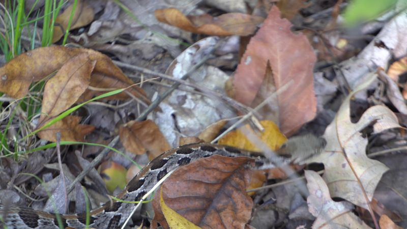 Wildlife Encounters Along the Trail