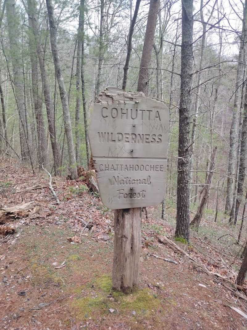 Wildlife Encounters: Bears, Snakes, and the Wild Side of the Cohutta