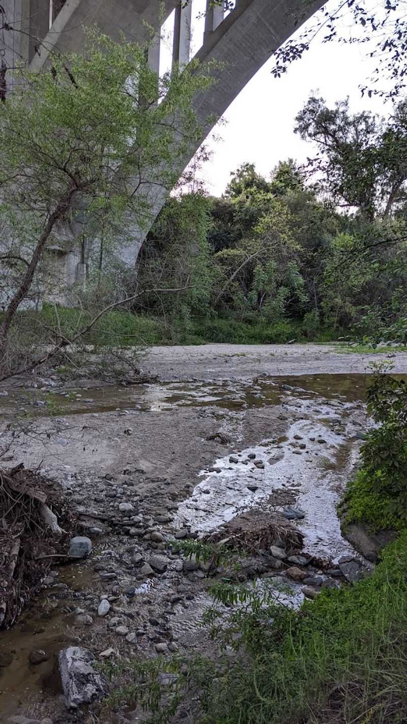 Wildlife Encounters: Coyotes, Nature, and the Arroyo Seco Ecosystem