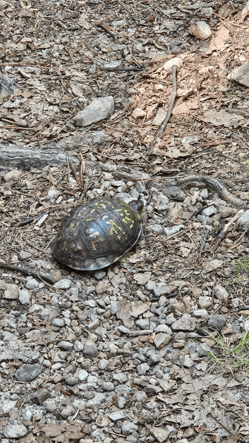 Wildlife Encounters: Deer, Black Bears, and More in the Wild