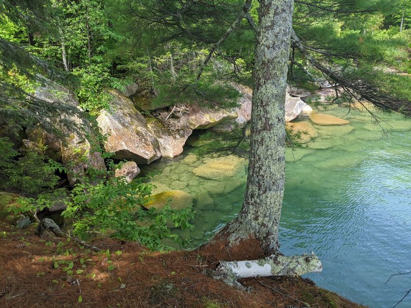 Wildlife Encounters Including Black Bears and Bald Eagles