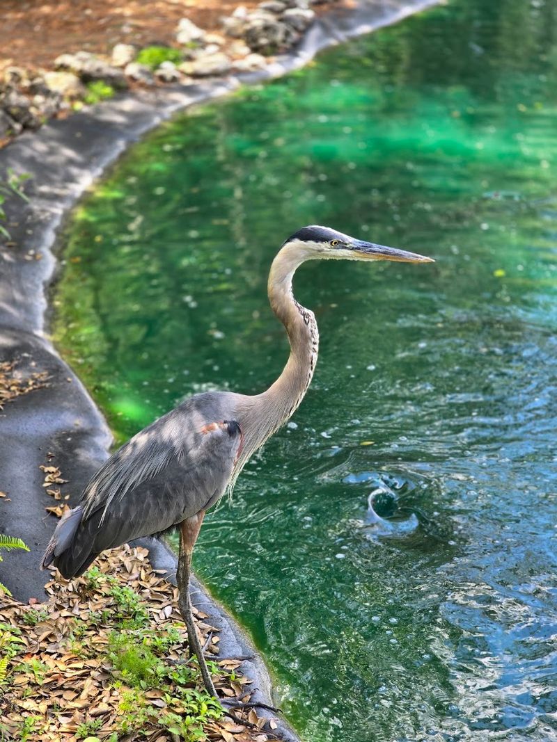 Wildlife Encounters That Bring Nature Up Close