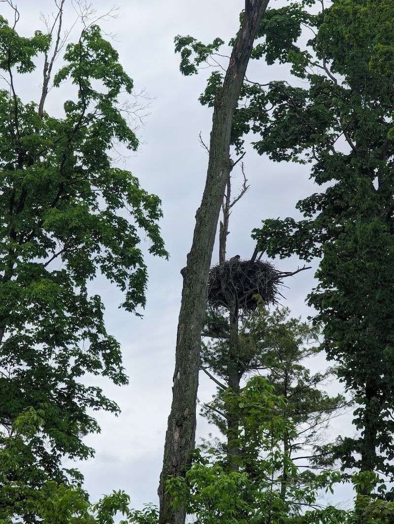 Wildlife Encounters That Catch You Off Guard