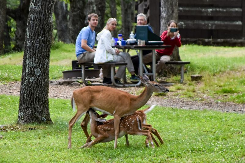 Wildlife Encounters That Make Every Trip Memorable