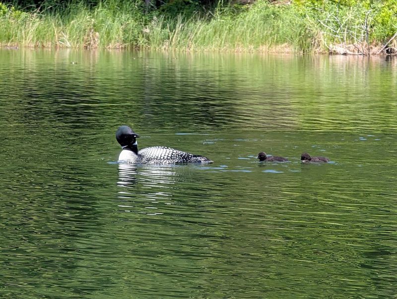 Wildlife Encounters That Remind You Who Really Lives Here