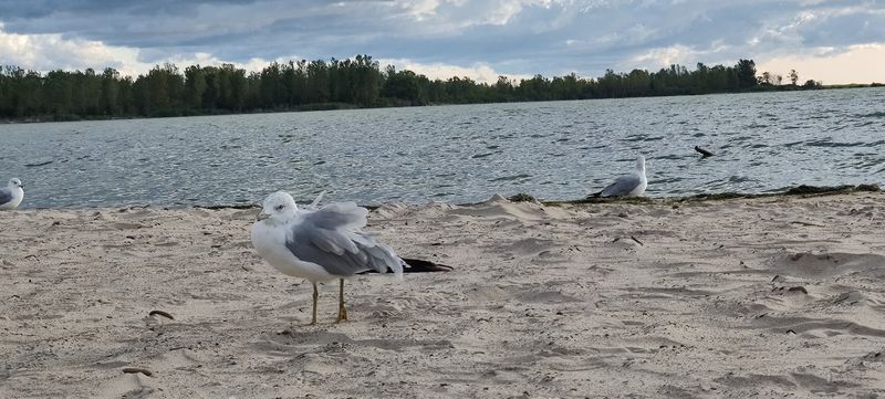 Wildlife Encounters That Will Catch You Off Guard