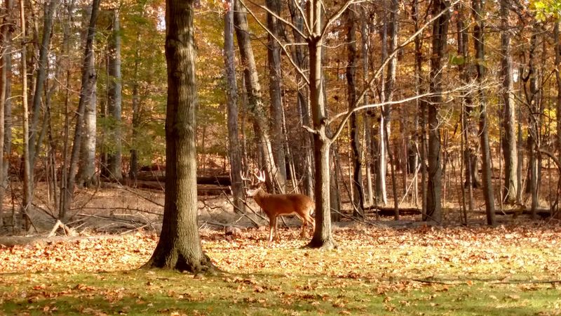 Wildlife Encounters That Will Genuinely Surprise You Wildlife Encounters That Will Genuinely Surprise You