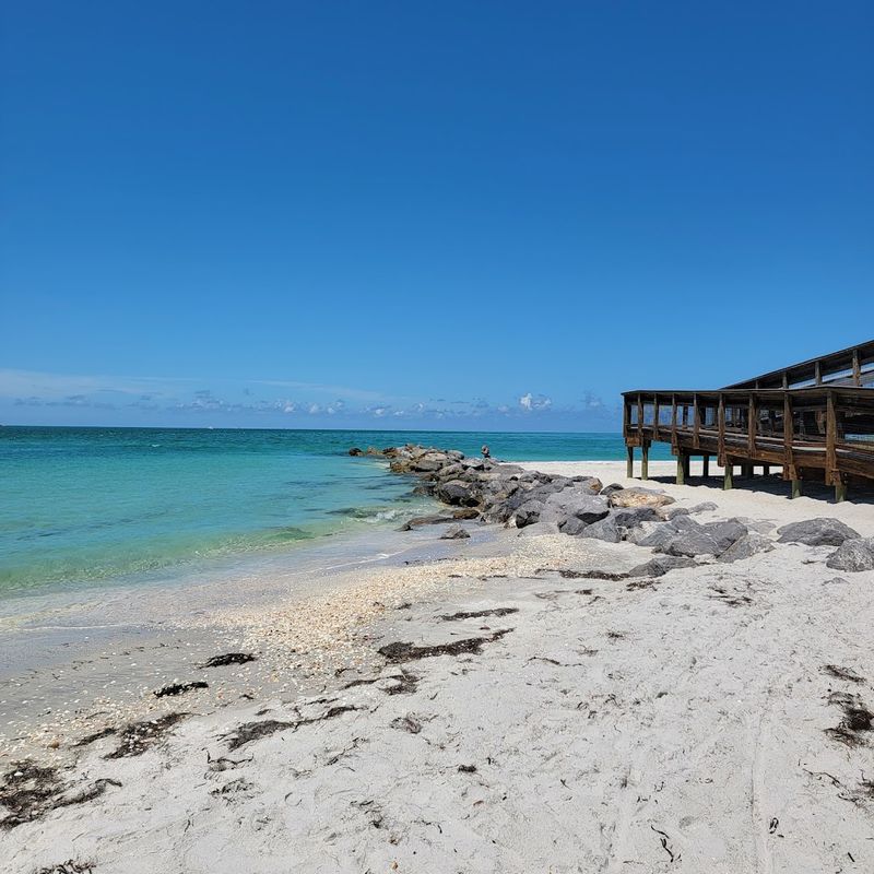 Wildlife Encounters With Iguanas, Pelicans, And Sea Turtles