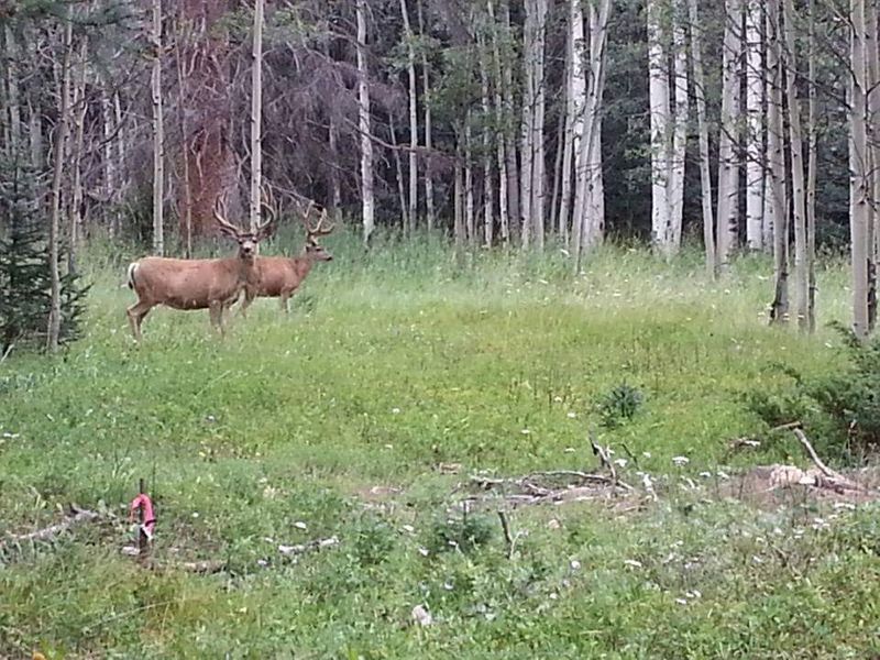 Wildlife Encounters in the High Country
