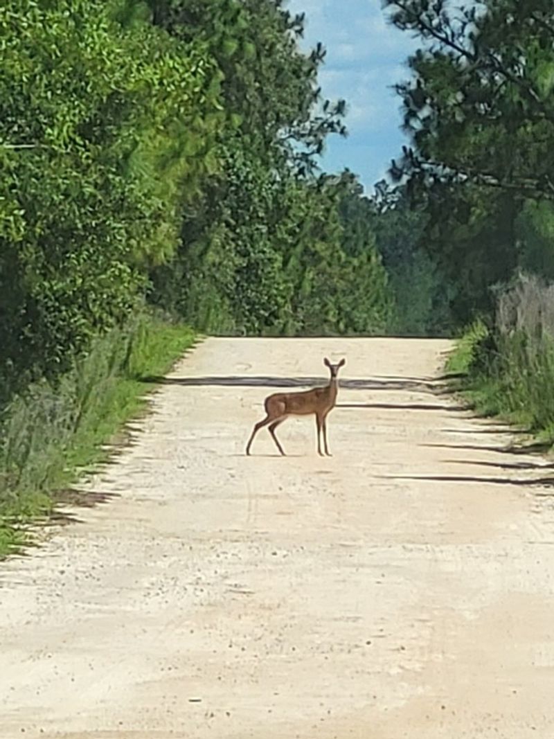Wildlife Encounters on the Trail