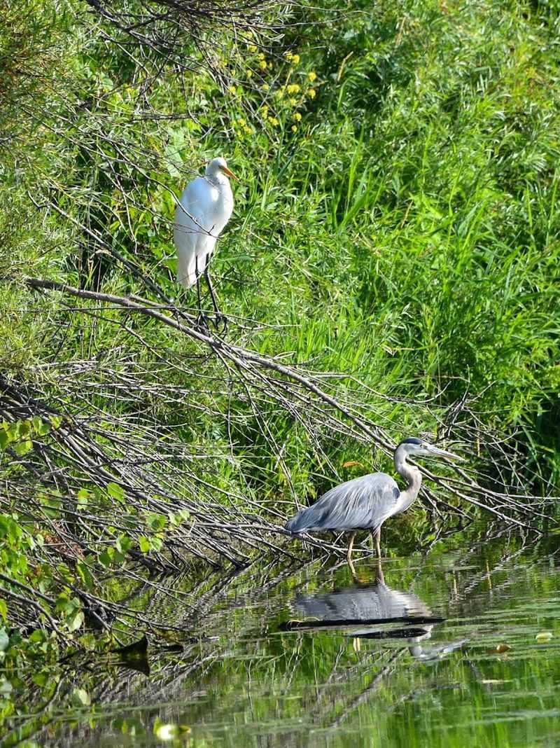 Wildlife Photography Opportunities That Are Hard to Beat