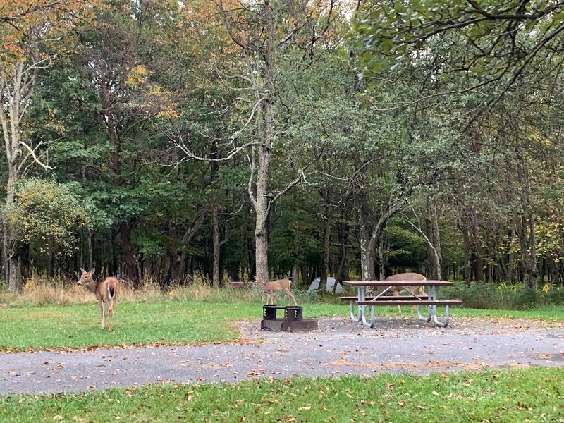 Wildlife Roams Freely Through the Campground Every Single Day Wildlife Roams Freely Through the Campground Every Single Day