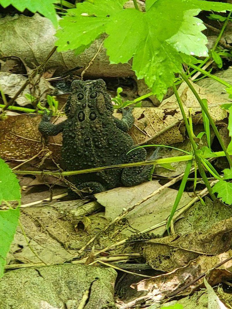 Wildlife Sightings That Will Leave You Speechless
