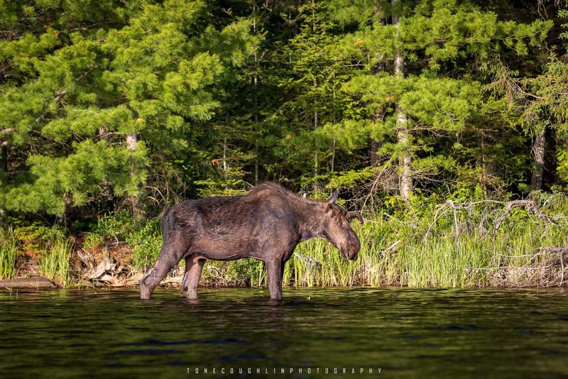 Wildlife Spotting at Every Turn