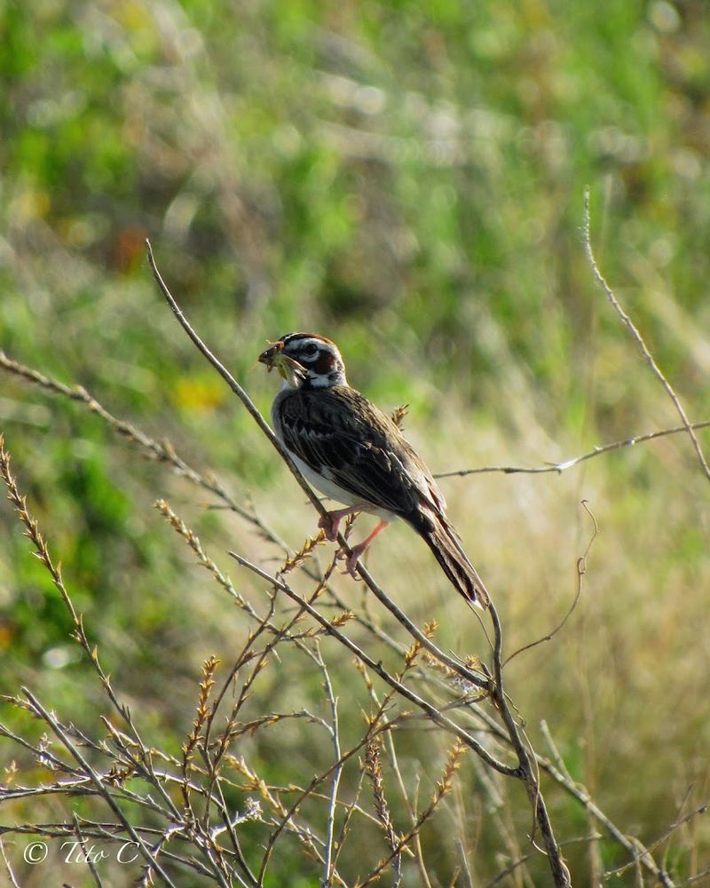 Wildlife That Has Taken Over The Grounds