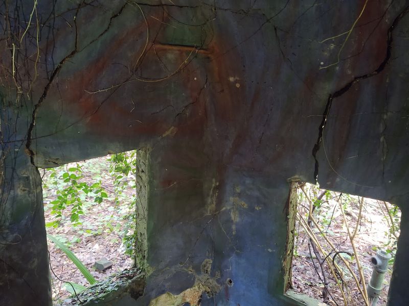 Wildlife That Shares the Abandoned Village Wildlife That Shares the Abandoned Village