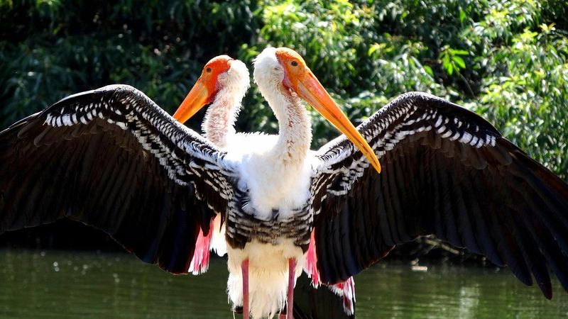 Wildlife That Will Make You Do a Double Take