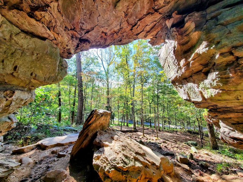 Wildlife, Trees, and the Sounds of True Wilderness