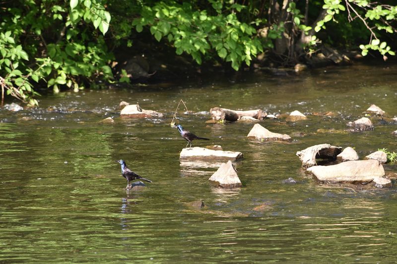 Wildlife Watching Along the Water Wildlife Watching Along the Water