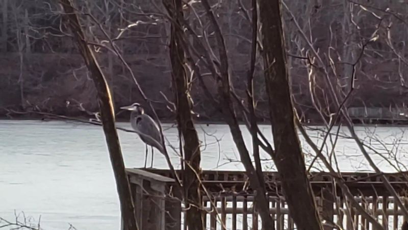 Wildlife Watching Opportunities Wildlife Watching Opportunities