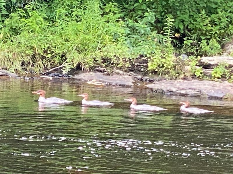 Wildlife Watching Opportunities