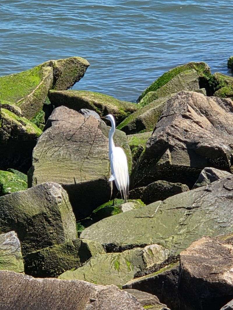 Wildlife Watching Opportunities