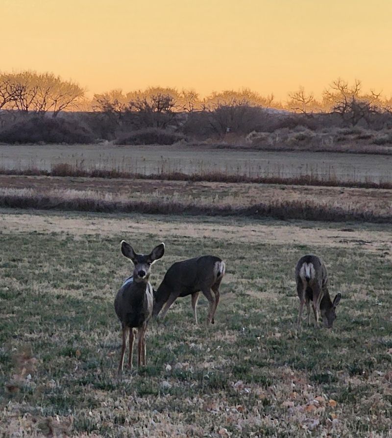 Wildlife Watching Opportunities That Rival Any Nature Documentary