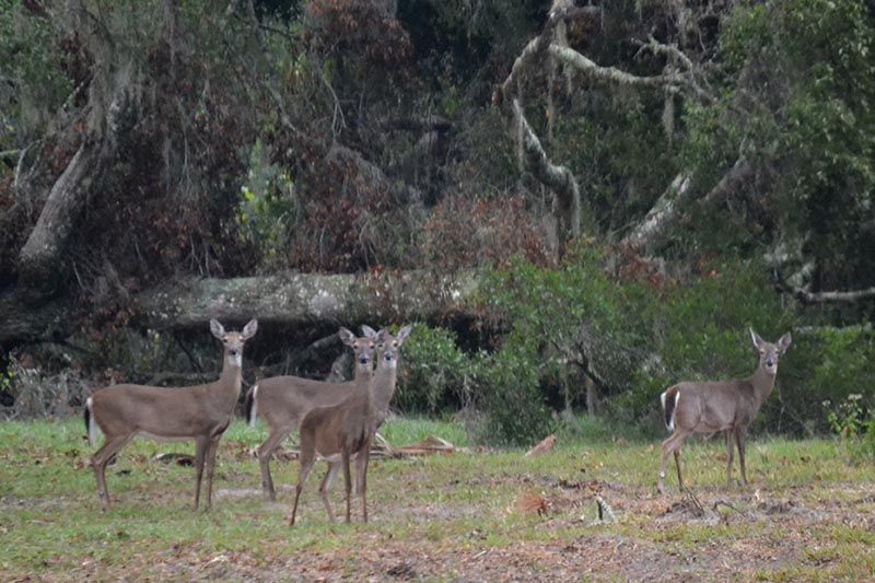Wildlife Watching That Will Blow Your Mind Wildlife Watching That Will Blow Your Mind
