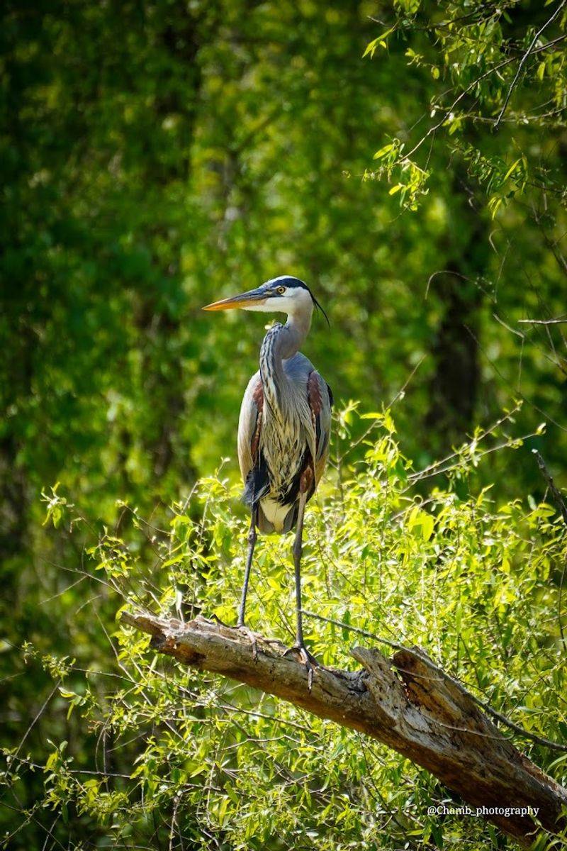 Wildlife Watching That Will Genuinely Surprise You