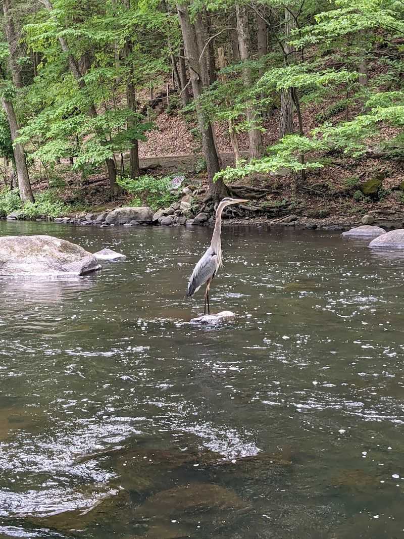 Wildlife Watching and Bird-Spotting Opportunities