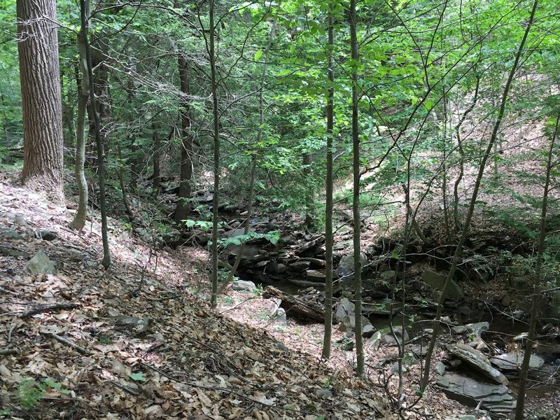 Wildlife Watching in a Forest Teeming with Life Wildlife Watching in a Forest Teeming with Life