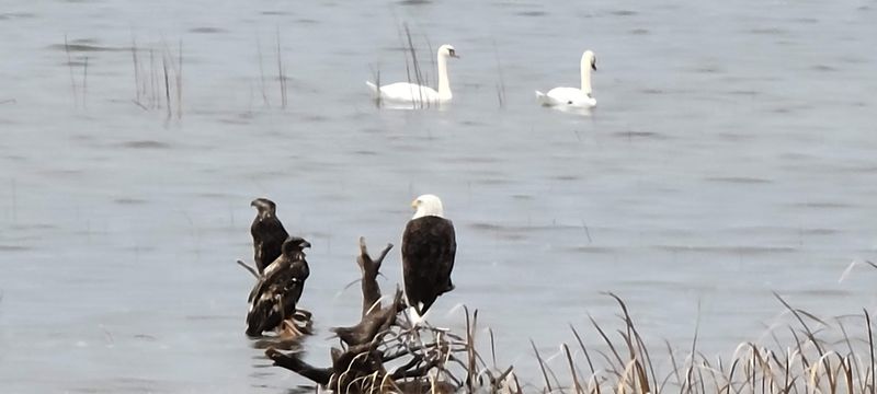 Wildlife Watching in a Pristine Natural Setting Wildlife Watching in a Pristine Natural Setting