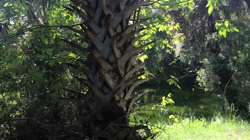 Wildlife Watching in a Surprisingly Natural Setting