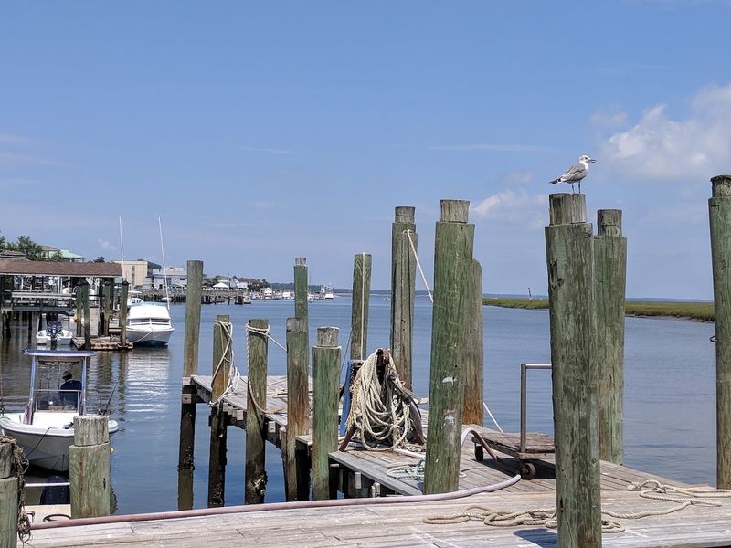 Wildlife Watching in the Salt Marshes