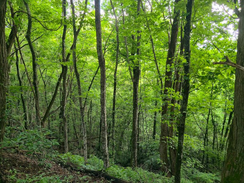 Wildlife, Wildflowers, and a Few Wild Surprises Along the Way Wildlife, Wildflowers, and a Few Wild Surprises Along the Way