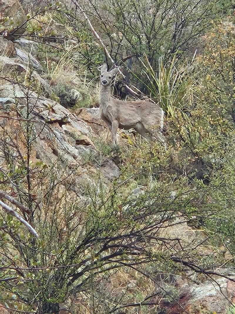 Wildlife You Might Encounter on the Trail Wildlife You Might Encounter on the Trail