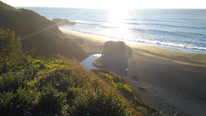 Wildlife You Might Spot Along the Shore Wildlife You Might Spot Along the Shore