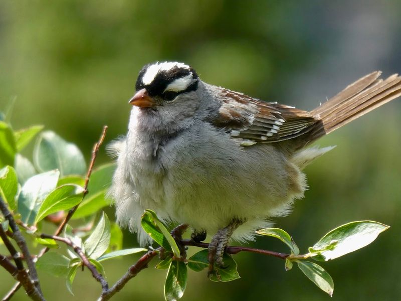 Wildlife You Might Spot Along the Way Wildlife You Might Spot Along the Way