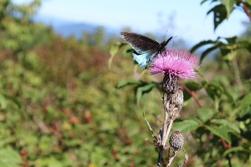 Wildlife You Might Spot Along the Way