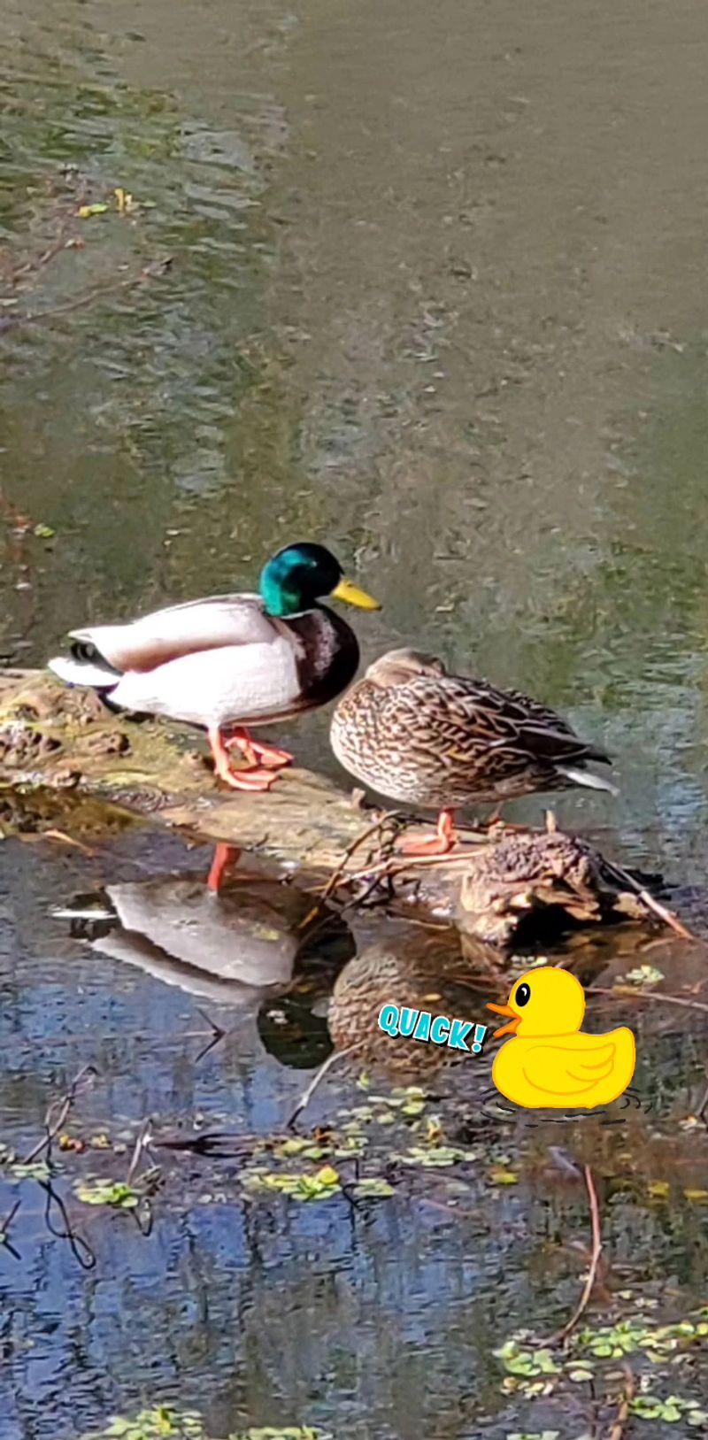 Wildlife and Bird Watching Around Every Corner Wildlife and Bird Watching Around Every Corner